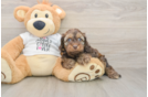Best Cockapoo Baby