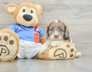 7 week old Cockapoo Puppy For Sale - Fairfield Furbabies