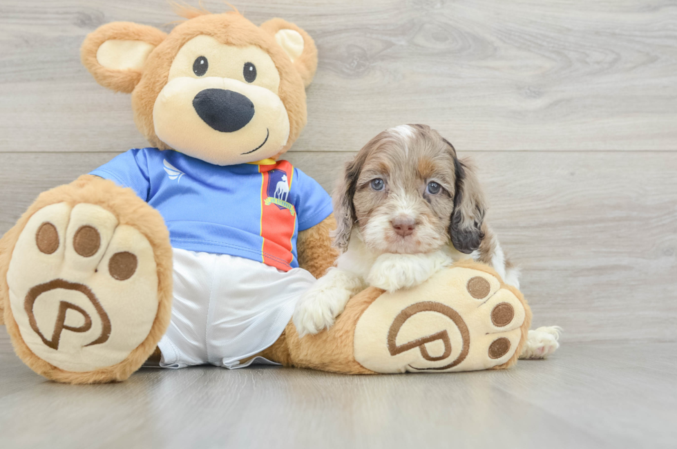 6 week old Cockapoo Puppy For Sale - Fairfield Furbabies