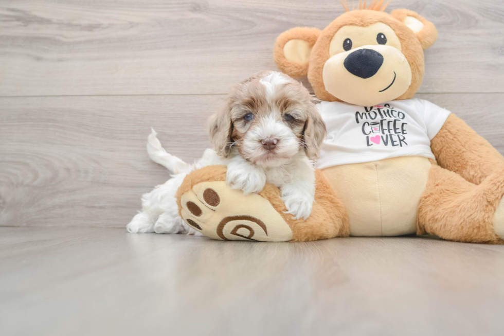 Friendly Cockapoo Baby