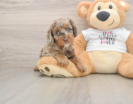 7 week old Cockapoo Puppy For Sale - Fairfield Furbabies