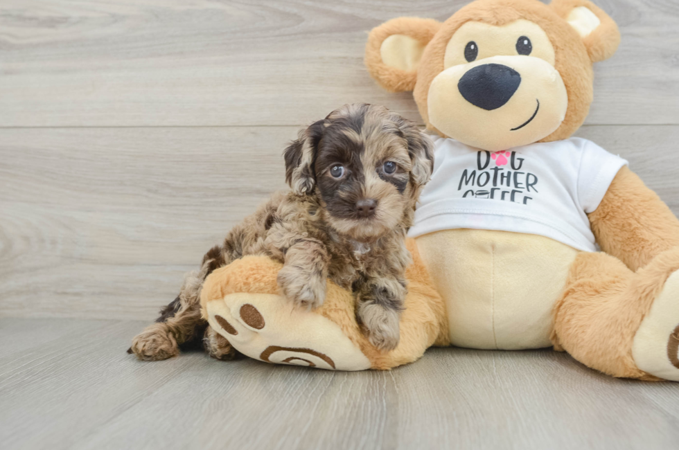 6 week old Cockapoo Puppy For Sale - Fairfield Furbabies