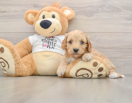 6 week old Cockapoo Puppy For Sale - Fairfield Furbabies