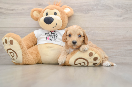 Cockapoo Pup Being Cute