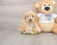 6 week old Cockapoo Puppy For Sale - Fairfield Furbabies