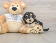 6 week old Cockapoo Puppy For Sale - Fairfield Furbabies