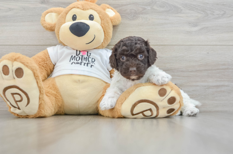 6 week old Cockapoo Puppy For Sale - Fairfield Furbabies