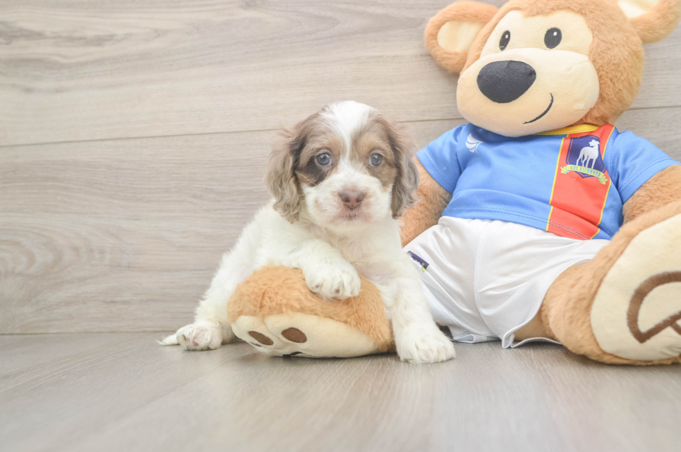 5 week old Cockapoo Puppy For Sale - Fairfield Furbabies