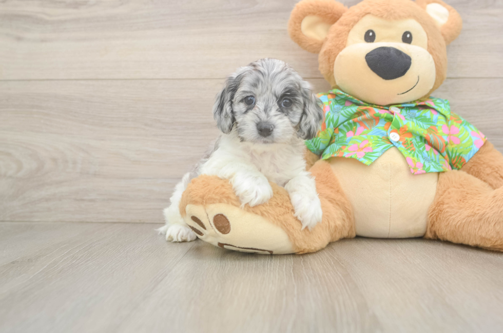7 week old Cockapoo Puppy For Sale - Fairfield Furbabies