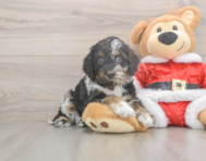 7 week old Cockapoo Puppy For Sale - Fairfield Furbabies