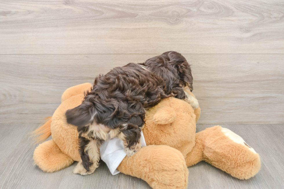 Playful Cocker Doodle Poodle Mix Puppy