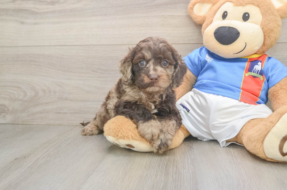5 week old Cockapoo Puppy For Sale - Fairfield Furbabies