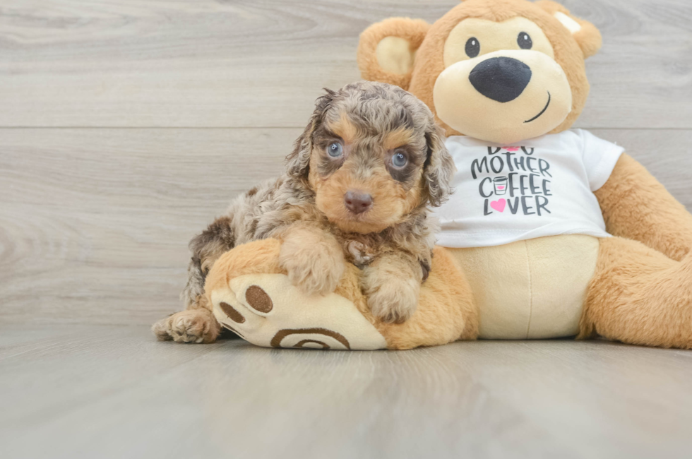 7 week old Cockapoo Puppy For Sale - Fairfield Furbabies