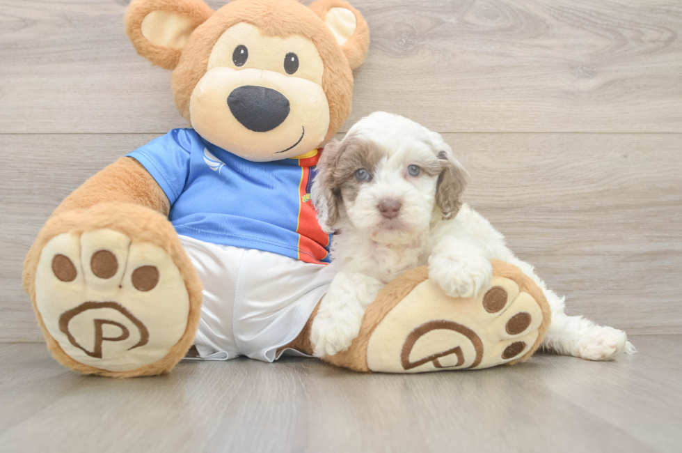 5 week old Cockapoo Puppy For Sale - Fairfield Furbabies