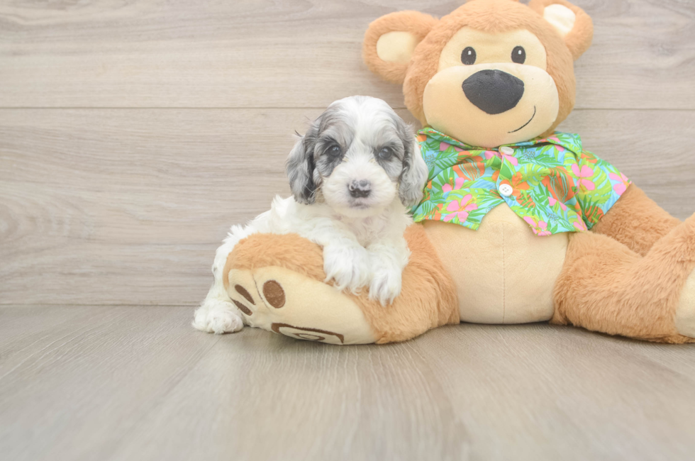 7 week old Cockapoo Puppy For Sale - Fairfield Furbabies