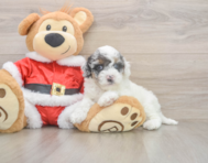 7 week old Cockapoo Puppy For Sale - Fairfield Furbabies