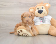 6 week old Cockapoo Puppy For Sale - Fairfield Furbabies