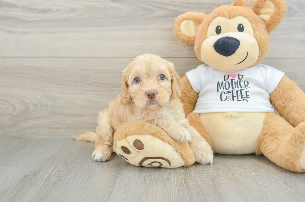 7 week old Cockapoo Puppy For Sale - Fairfield Furbabies