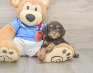 8 week old Cockapoo Puppy For Sale - Fairfield Furbabies