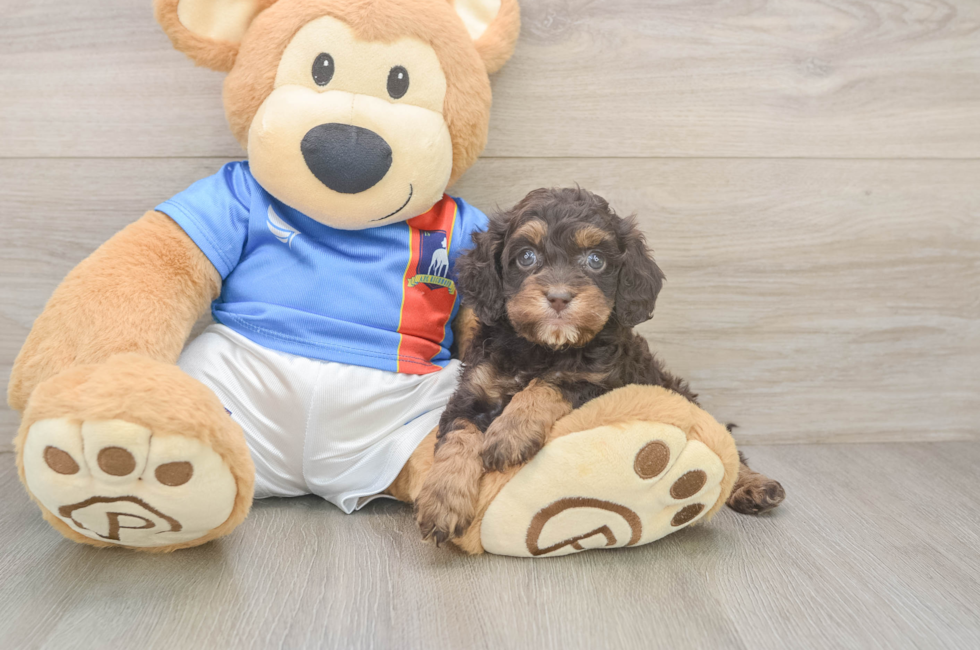 5 week old Cockapoo Puppy For Sale - Fairfield Furbabies