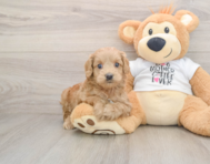 6 week old Cockapoo Puppy For Sale - Fairfield Furbabies