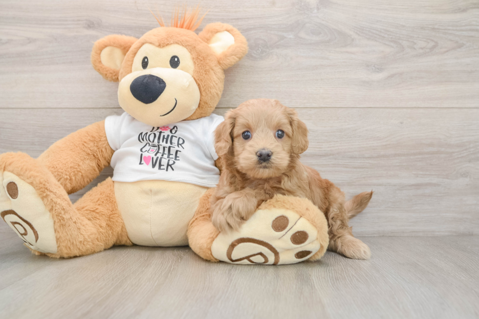 Cockapoo Puppy for Adoption