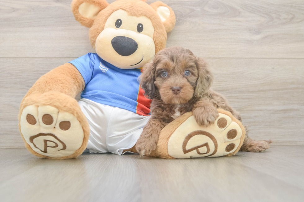 5 week old Cockapoo Puppy For Sale - Fairfield Furbabies