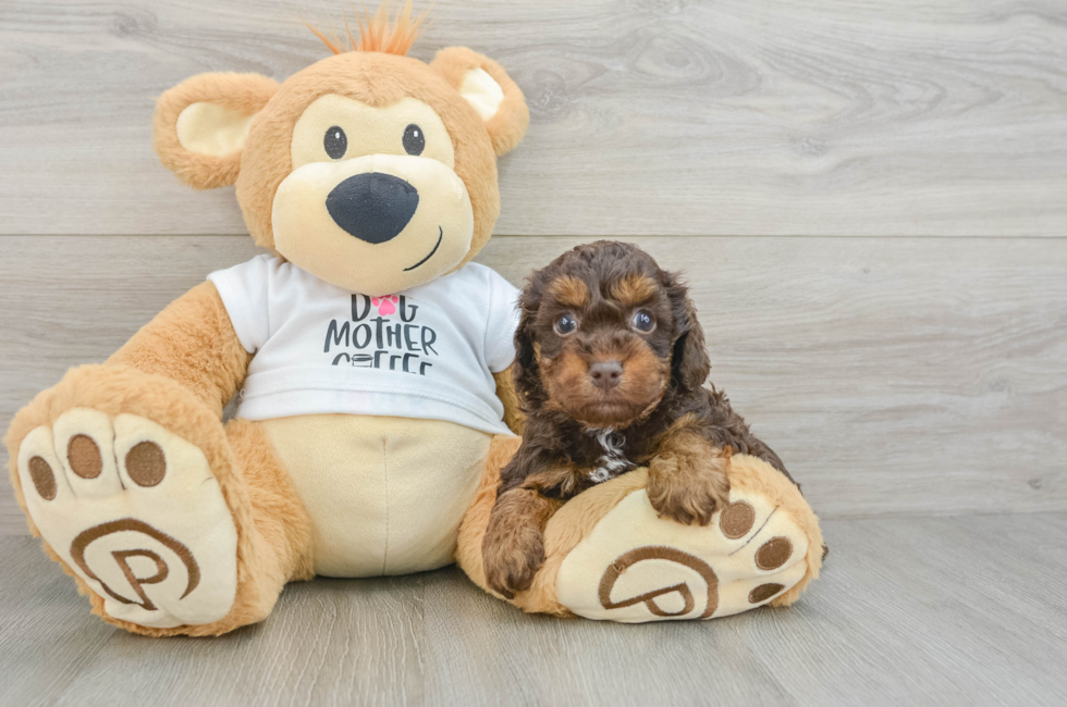 6 week old Cockapoo Puppy For Sale - Fairfield Furbabies