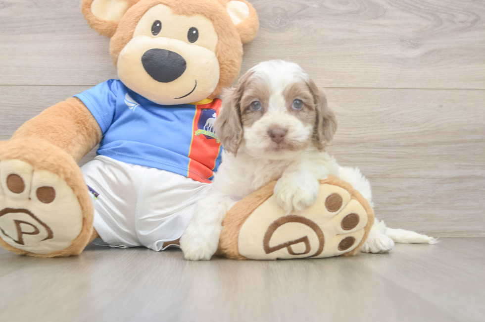 5 week old Cockapoo Puppy For Sale - Fairfield Furbabies