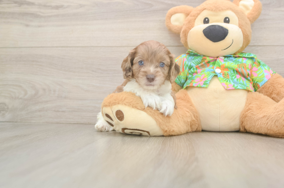 7 week old Cockapoo Puppy For Sale - Fairfield Furbabies