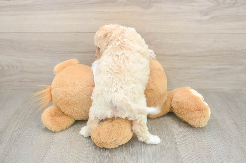 Cockapoo Puppy for Adoption