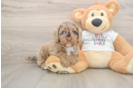 Cockapoo Pup Being Cute
