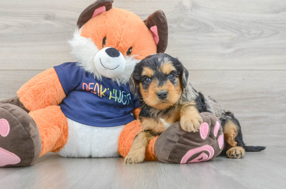 5 week old Cockapoo Puppy For Sale - Fairfield Furbabies