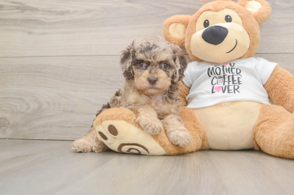 7 week old Cockapoo Puppy For Sale - Fairfield Furbabies