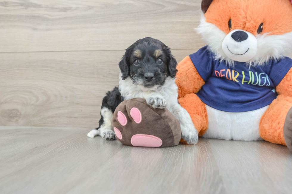 5 week old Cockapoo Puppy For Sale - Fairfield Furbabies