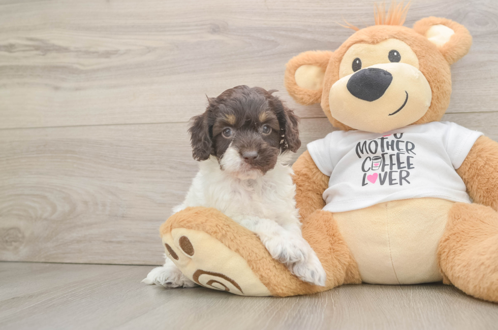 7 week old Cockapoo Puppy For Sale - Fairfield Furbabies