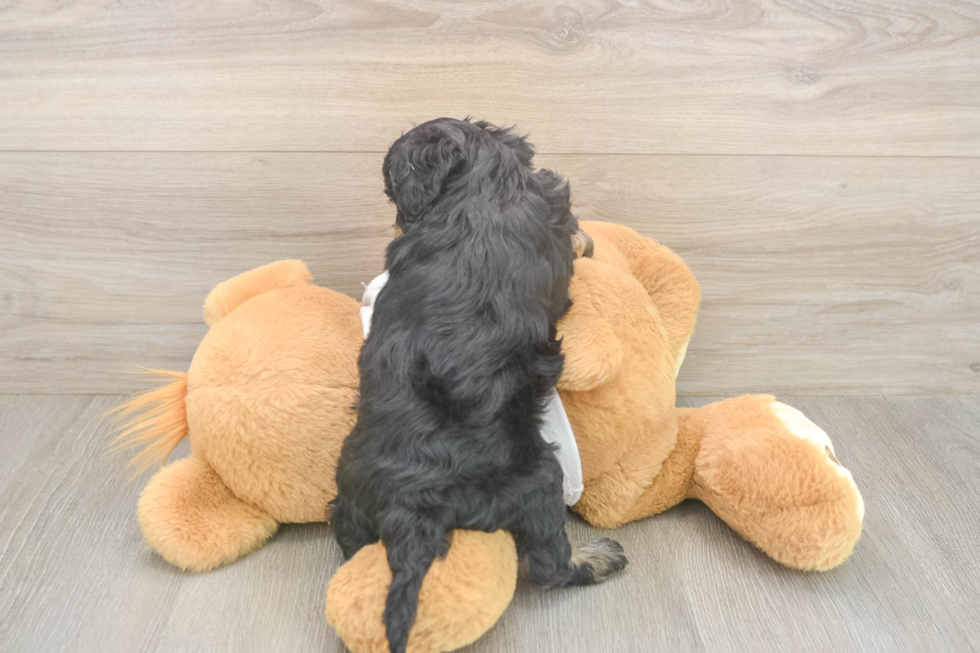 Playful Cocker Doodle Poodle Mix Puppy
