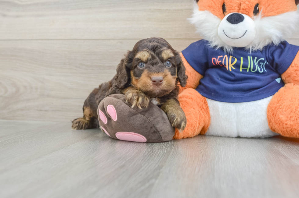 5 week old Cockapoo Puppy For Sale - Fairfield Furbabies