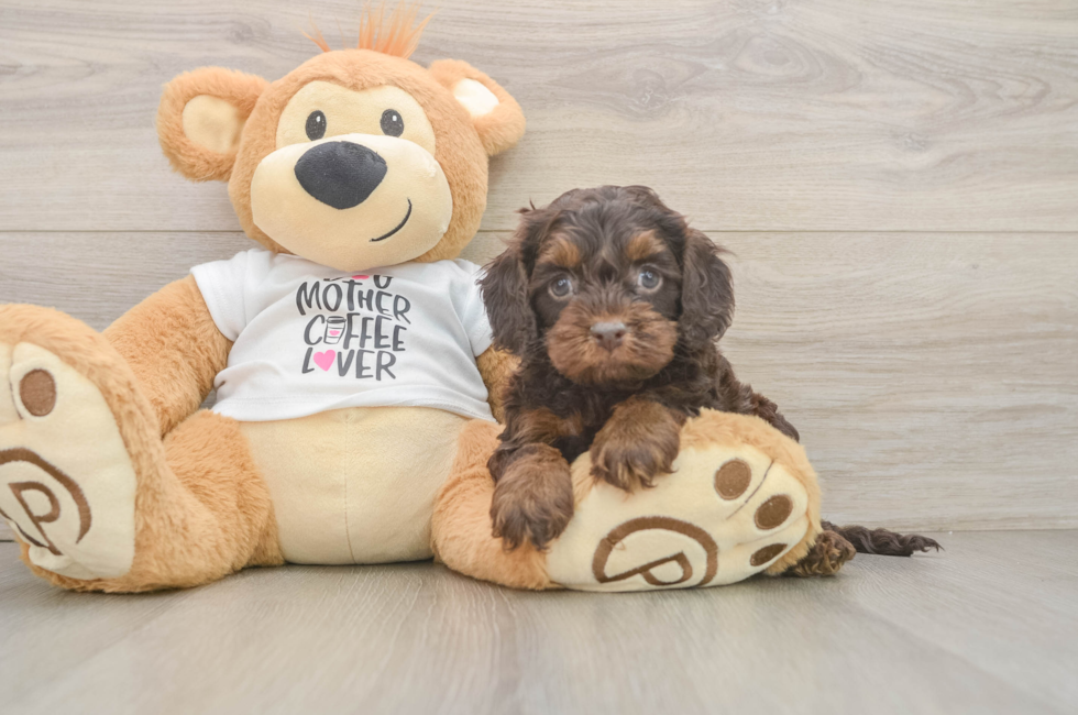7 week old Cockapoo Puppy For Sale - Fairfield Furbabies