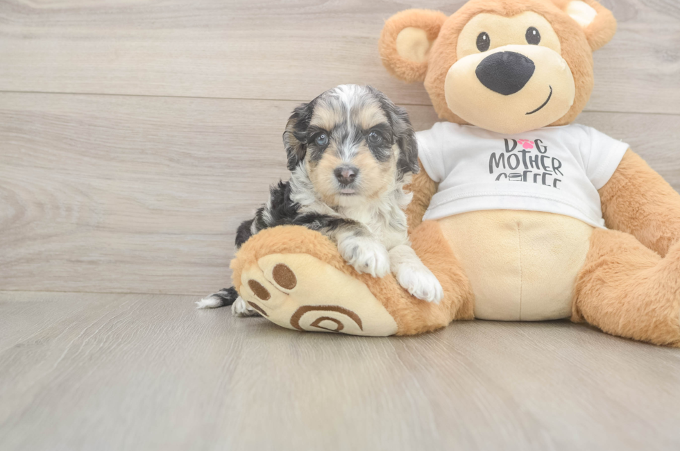 6 week old Cockapoo Puppy For Sale - Fairfield Furbabies