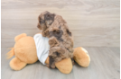 Smart Cockapoo Poodle Mix Pup