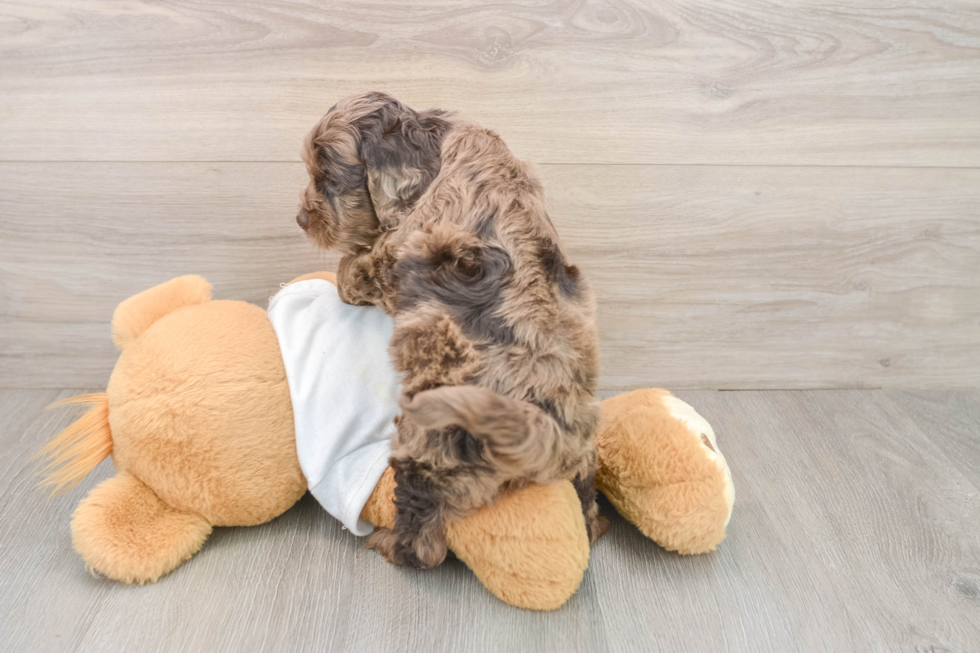 Smart Cockapoo Poodle Mix Pup