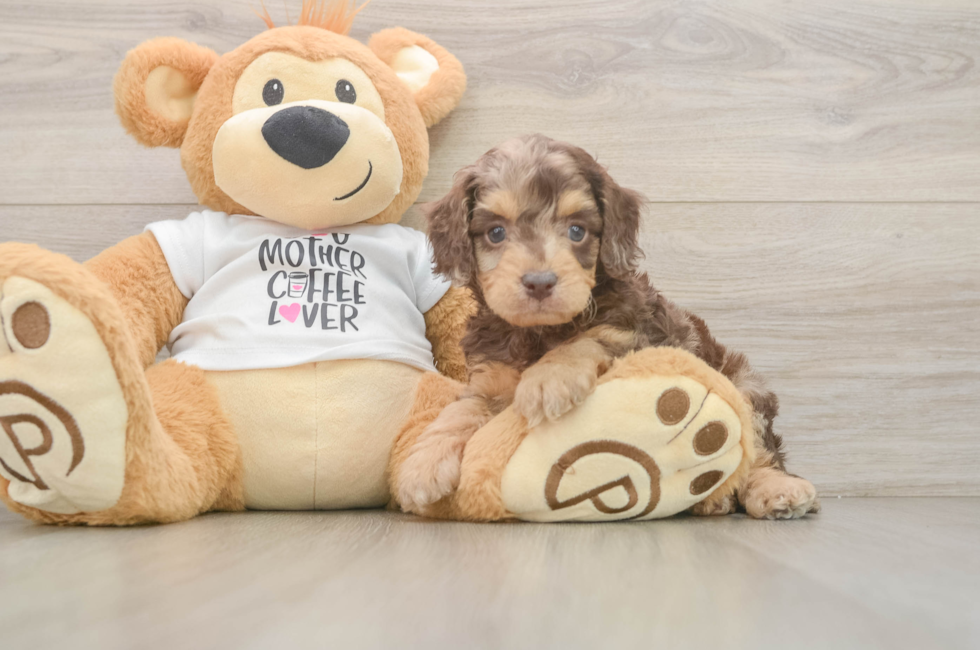 7 week old Cockapoo Puppy For Sale - Fairfield Furbabies