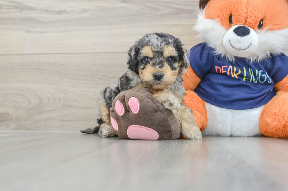 5 week old Cockapoo Puppy For Sale - Fairfield Furbabies