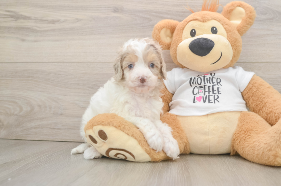 7 week old Cockapoo Puppy For Sale - Fairfield Furbabies