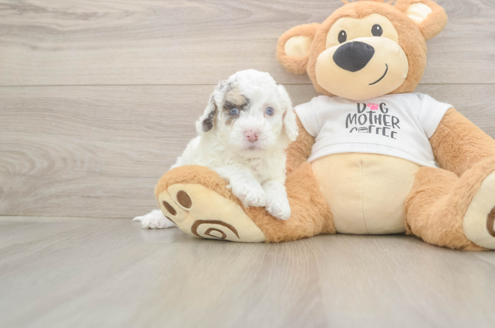 6 week old Cockapoo Puppy For Sale - Fairfield Furbabies