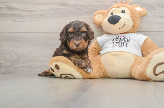 Happy Cockapoo Baby