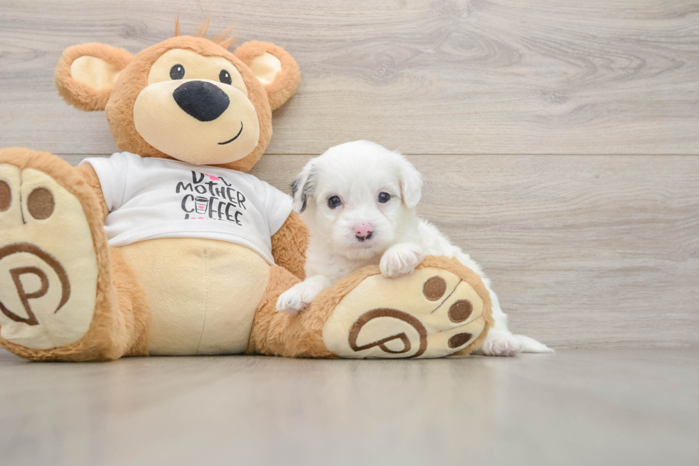 Cockapoo Pup Being Cute