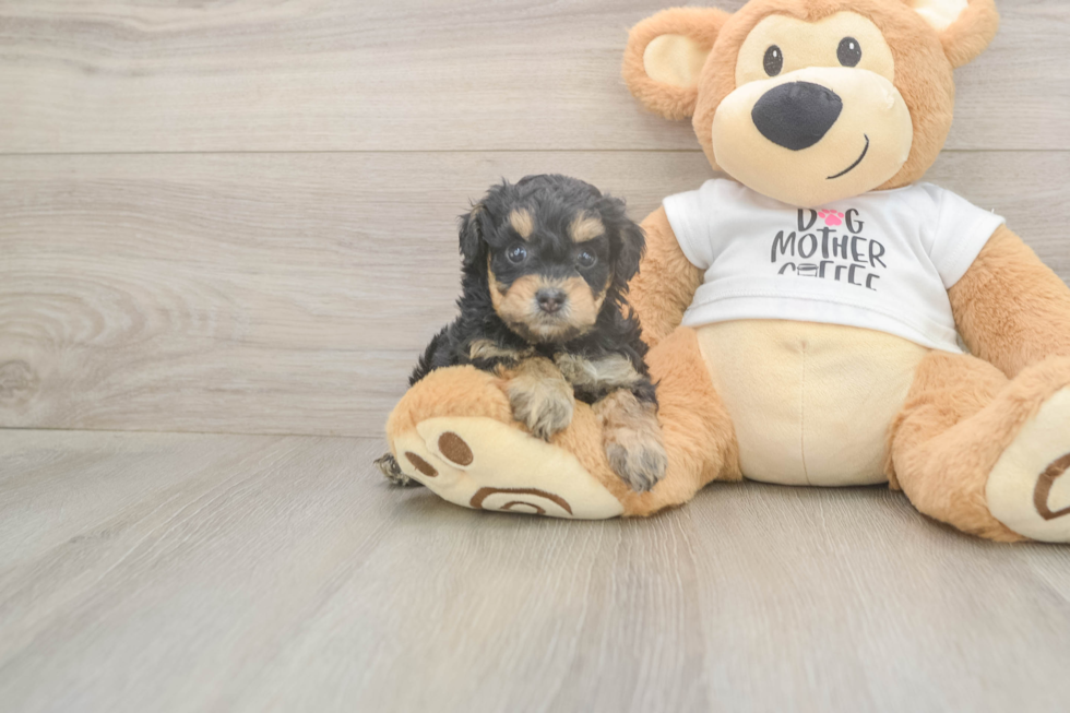 Funny Cockapoo Poodle Mix Pup