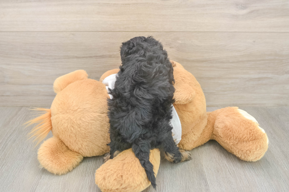 Fluffy Cockapoo Poodle Mix Pup